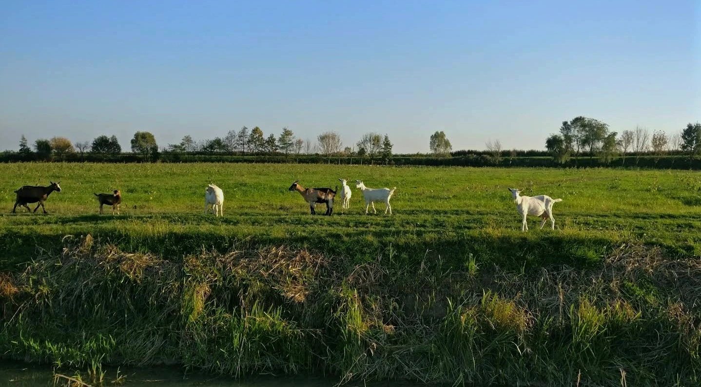 Agriturismo Venezia - Opportunità nella campagna veneziana (trattabile